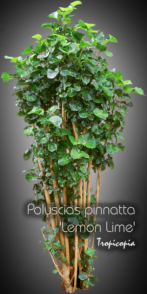 Aralia - Polyscias pinnatta 'Lemon Lime' - Balfour aralia,  Aralia Balfouriana